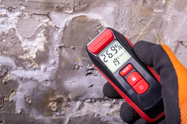 Best White Mold Remediation in Laguna Heights, TX