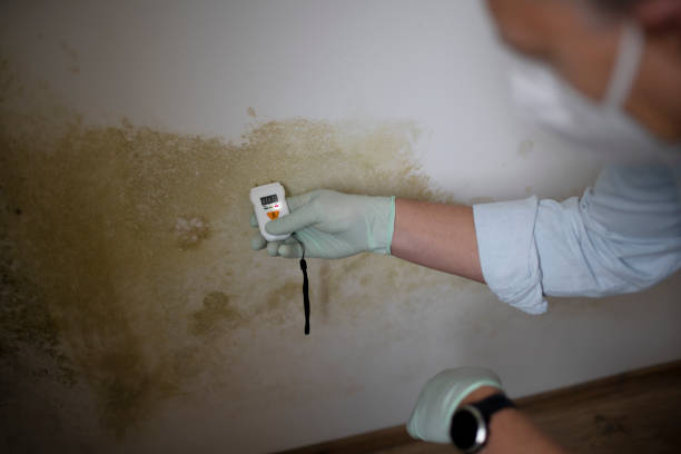 Professional Mold Remediation in Laguna Heights, TX