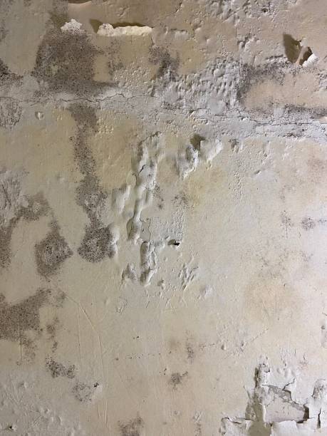 Best Residential Mold Remediation in Laguna Heights, TX