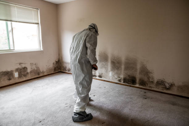 Best Mold Testing and Inspection Services in Laguna Heights, TX