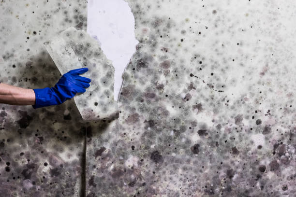 Best Insurance-Related Mold Remediation in Laguna Heights, TX